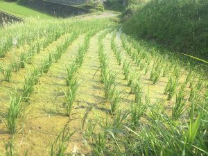 写真 2019-06-19 15 09 18