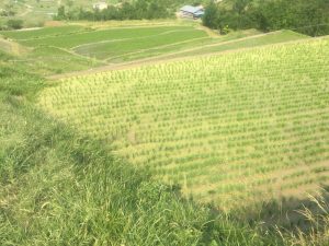 写真 2019-06-19 15 12 03