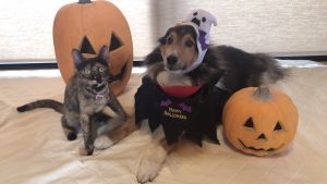 OyikllIi5YTs-TlokCEfDU52bAJRgd-uEjsGeIO2NkzW0X39SxBzdog1BHbJXXe6JzK7eZqv-tx0W_M9KhntmPGZn0zTGR6XzGlaqdvcnzpCO69NovX4gHhf5MfVODPp