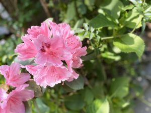 line_oa_chat_200502_110150