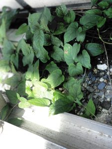 line_oa_chat_200608_102843