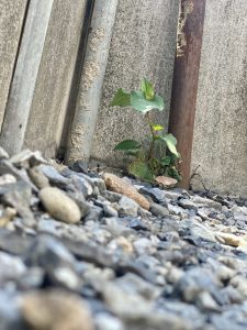 line_oa_chat_200608_102845