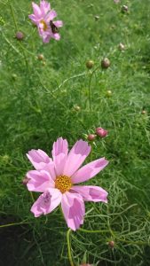 LyEird3-tJxf7GDdhm_MbaZswRd4i8CZhv7ZJUKaXSEOY1aYT5xM9qoTODG98Q4dlzkG1YT_-sBp1Q_IBu_jpqIQJn8Uu6pYE810iCxQB6dVJIqvhNvTxHWY6jb23LC4