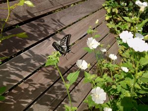 __tY-QesD7nNC-IJj4zcQKc5fVLLVG74K_Vcxmnn6UjhUlsQGcTEPoNAUN1zbC_uryx_7HfN792L6gAPA-J-097qhFIp4HB8dL6qMKyAOLdzpy0oiF35raIIwk3NUVLB