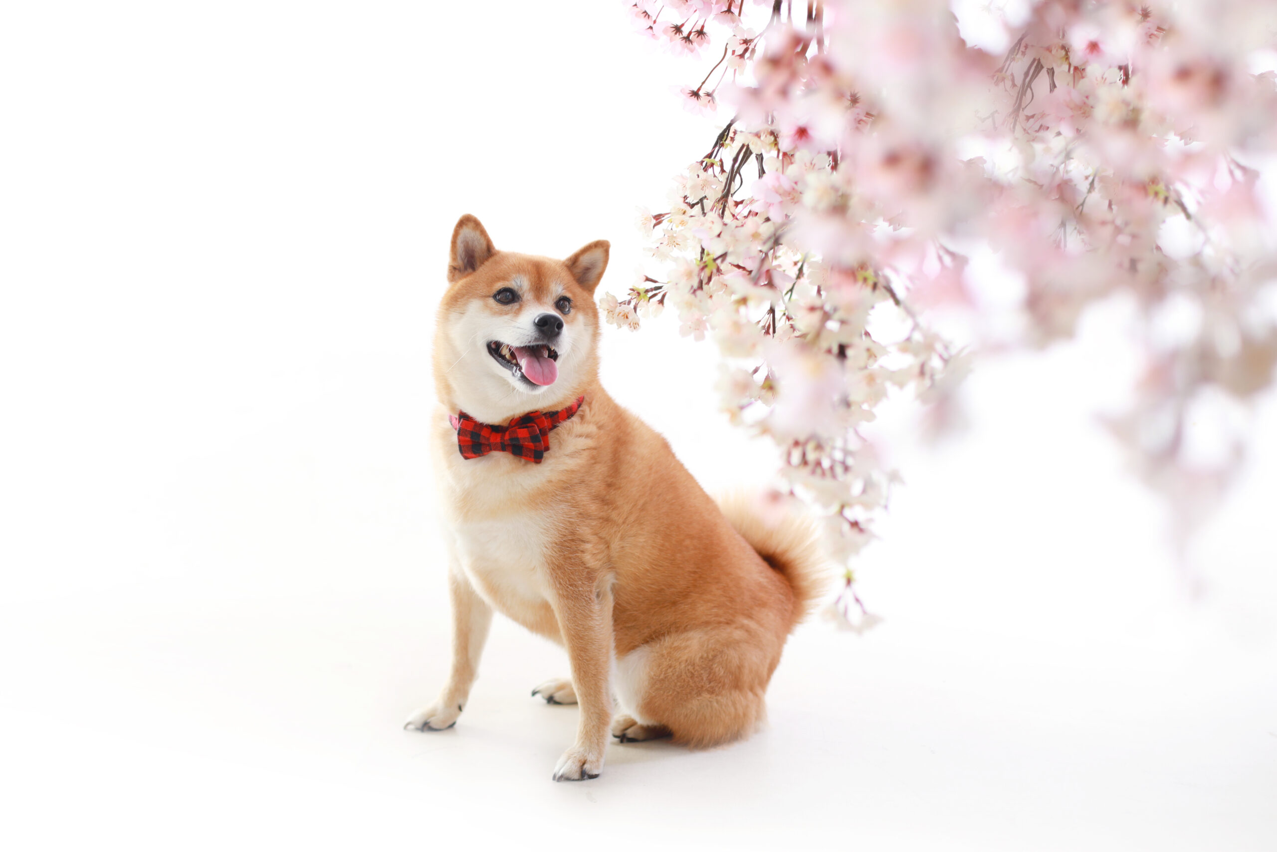 桜と共に撮影した柴犬のペットフォト写真